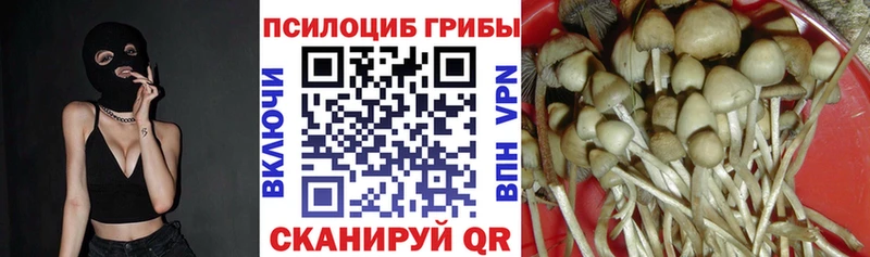 Купить где  Злынка  Галлюциногенные грибы Magic Shrooms 
